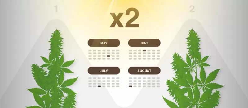 twee cannabis grows outdoor seizoen
