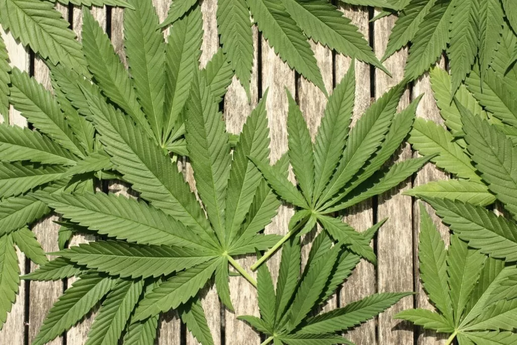 feuilles du cannabis coupées