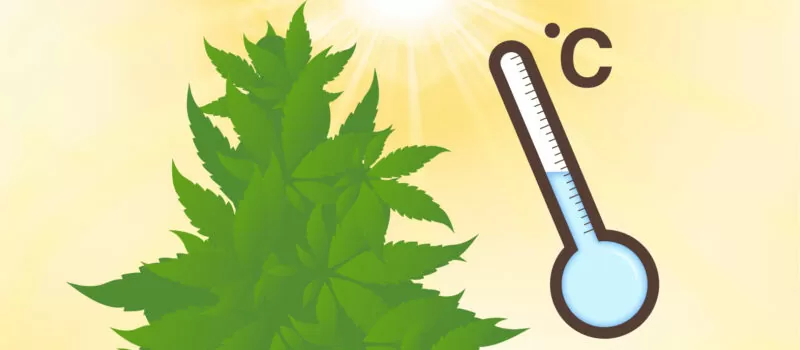 protecting cannabis heat