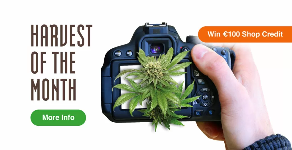 harvest contest cannabis