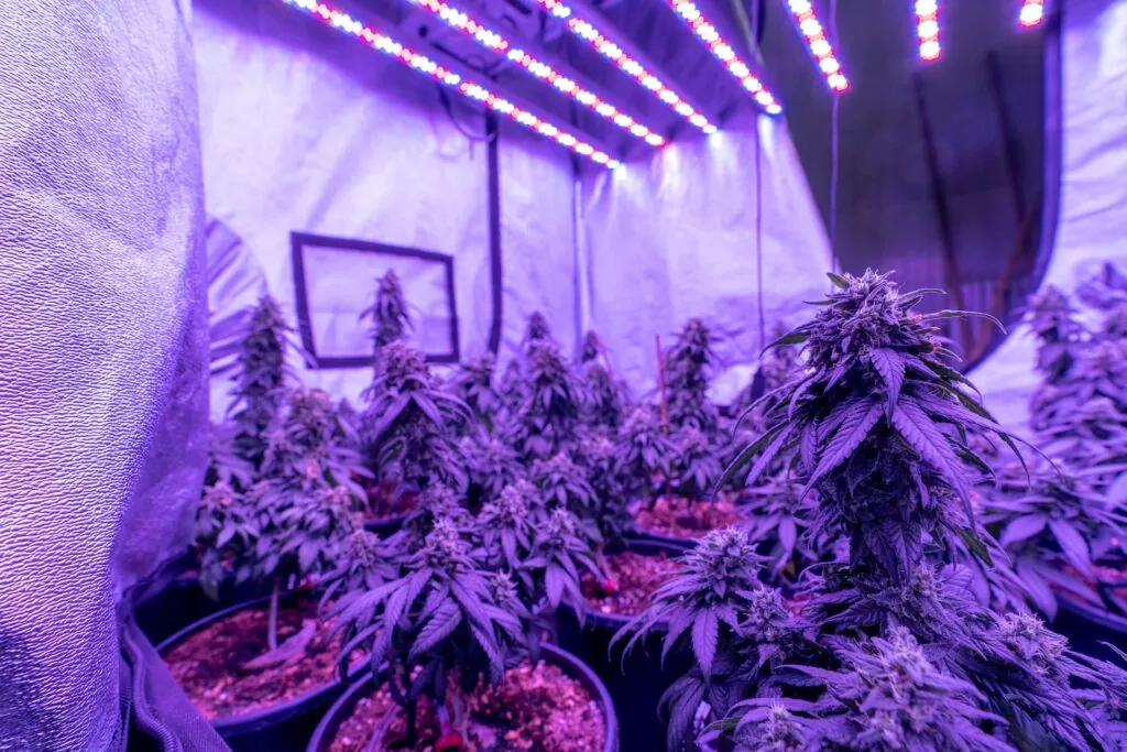 lighting cannabis grow tent