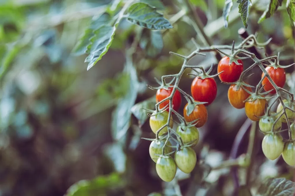 tomaten plantenveredeling