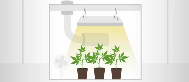 cannabis grow tent