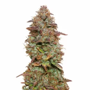 Exotic purple autoflower cannabis seeds
