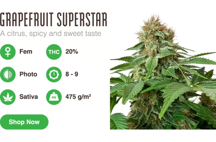 grapefruit superstar which cannabis seeds