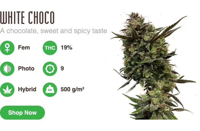 White Choco best cannabis seeds 2023
