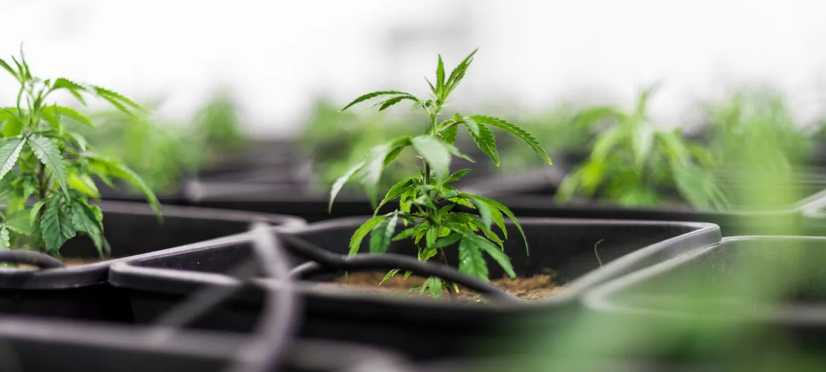 amsterdam genetics blog watering cannabis plant 11