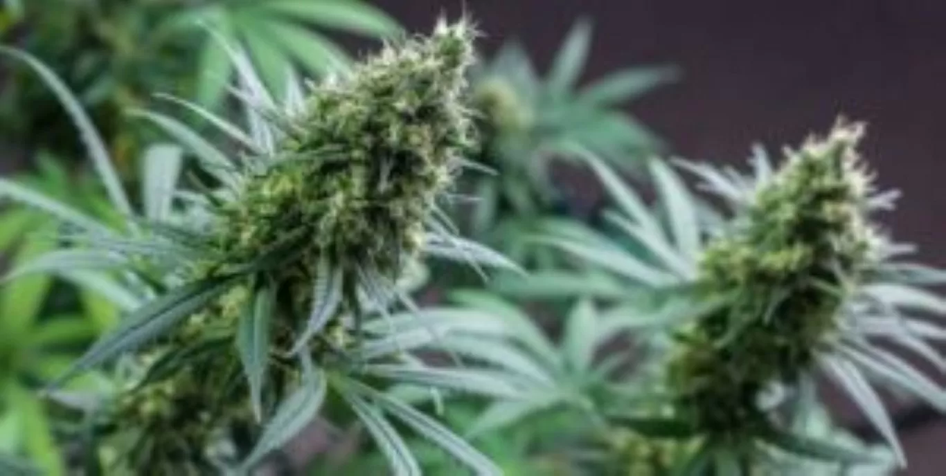 regar plantas de cannabis