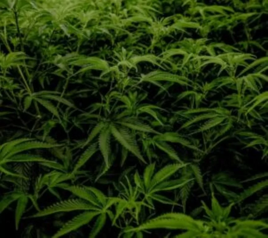 défoliation cannabis plants meilleur rendement marijuana