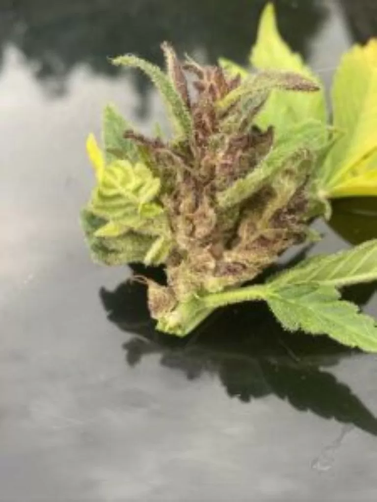 toprot botrytis cannabis
