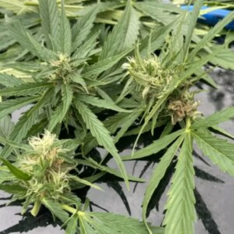 pourriture des bourgeon cannabis
