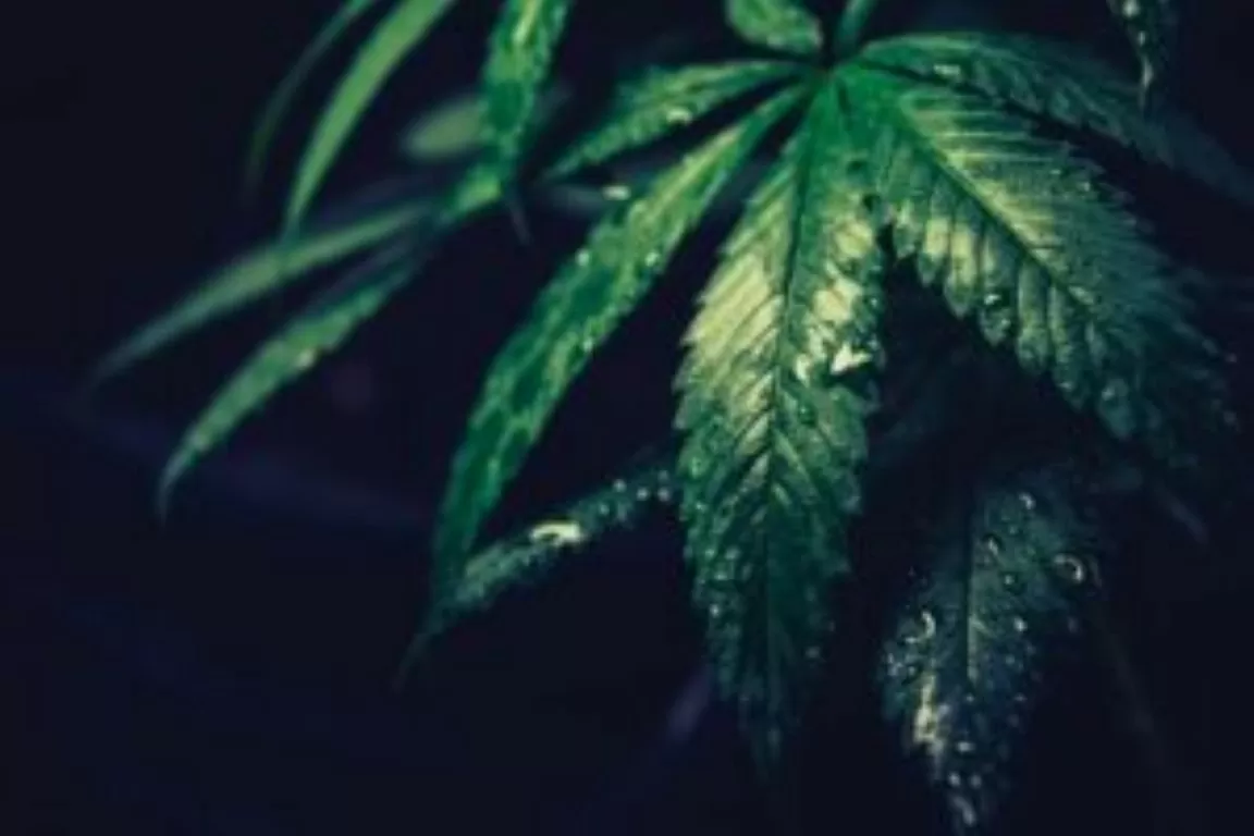 Cannabisplanten snoeien ontbladeren