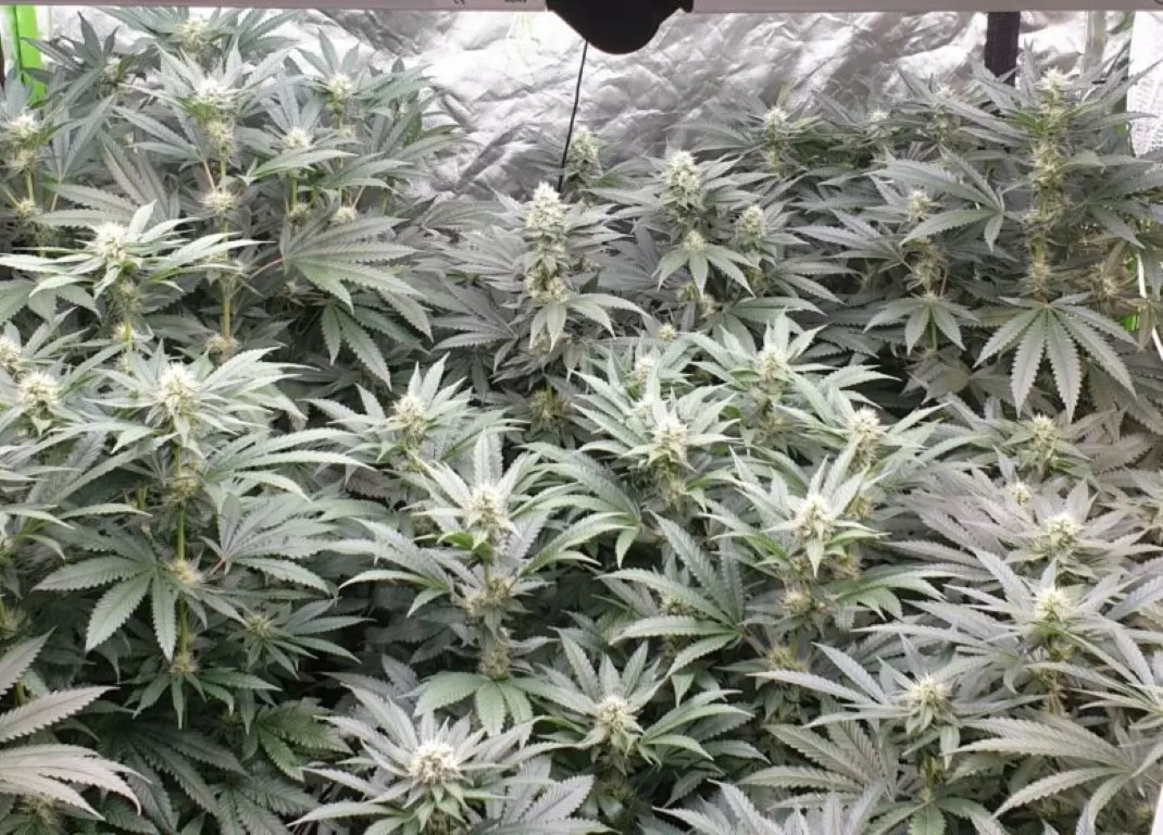 binnen cannabis kweken bodemleven
