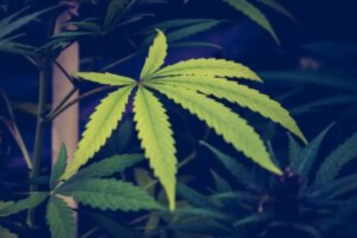 gele wietblaadjes snoeien cannabisplanten ontbladeren