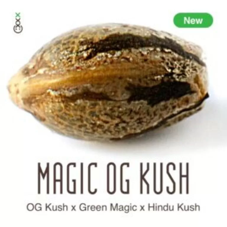 Magic OG kush cannabis zaden