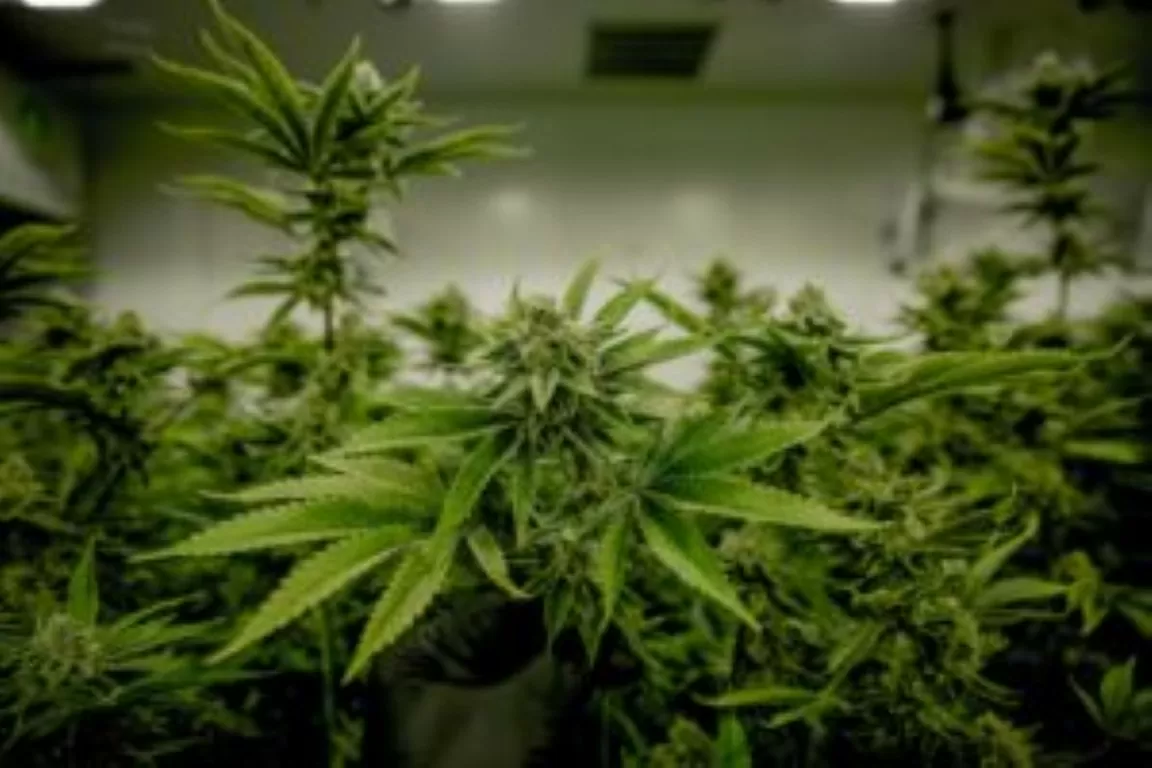 riego de cultivos de cannabis en interior